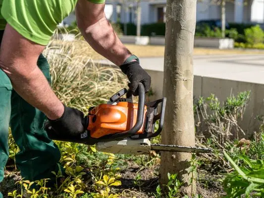 Eco-friendly-Tree-Limb-Removal-1