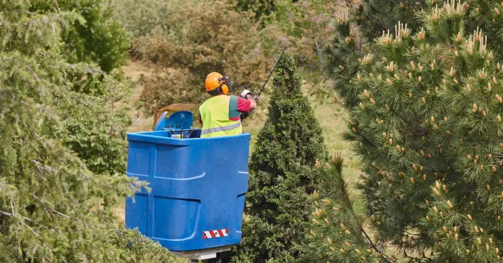 Tree-Brand-Removal